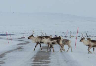 Bilde som viser reinsdyr krysse en snødekt vei