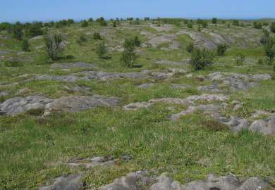 3agk Lågurteng låglandsutf grasrik kalkspatmarmor_Viksåsen_Vega_020703_MIA