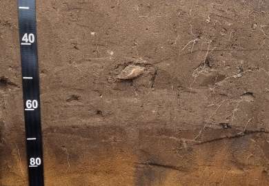 Anthrosol_sirisvendgardstokke