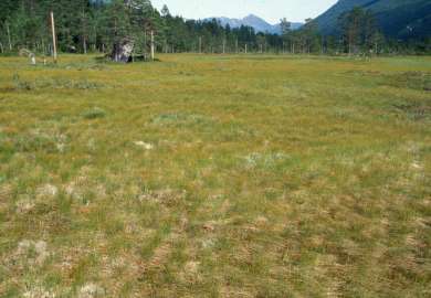 9b Bjønnskjeggmyr_Innerdalen_Sunndal_2003_YNR