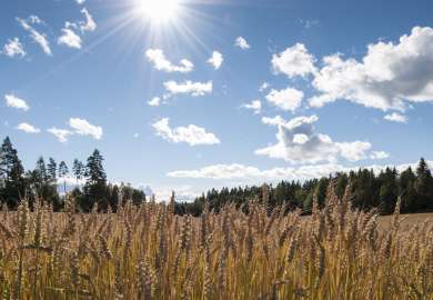 Kornåker med aks i forgrunnen, skog i bakgrunnen høy blå himmel med litt skyer og sol