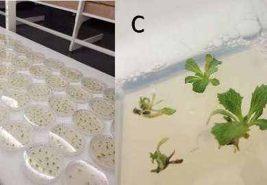 Collage av Crispr spireplanter. 