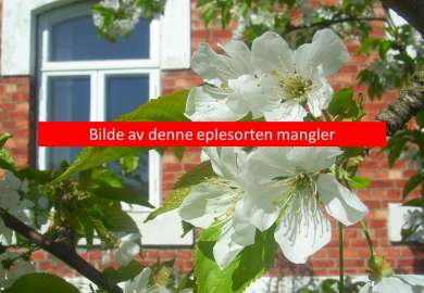 Stedfortreder_Åsmund-Asdal