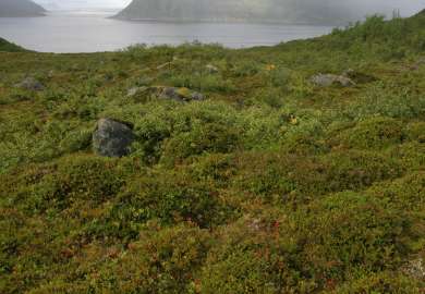 10a Kystlynghei_4072_Rekvikdalen Kvaløya Tromsø_290807_PKB
