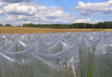 I planteforedling er det nødvendig å gjennomføre kontrollert kryssing av ulike genotyper. Her hindres tilfeldig pollinering i et plantefelt hos Graminor.