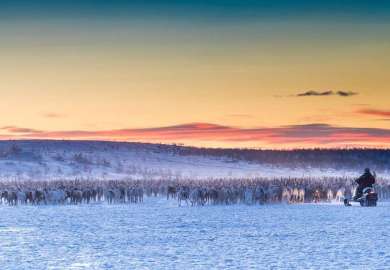 Bilde som viser stor flokk av tamrein gjetet av en reindriftsutøver på snøskuter i vinterlandskap