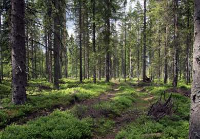 Blåbærgranskog