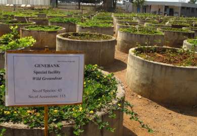 Genbank for vill peanøtt. ICRISAT, India.