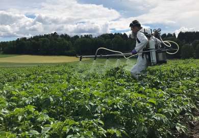 Tørråtesprøyting i potet