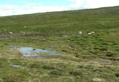 1b Grassnøleie sau2_Storbekkfatet Vingelen_Tolga_110707_YNR