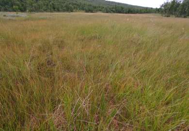 9c Grasmyr4_Hanksjøen nord Kjurrudalen_Os_090807_YNR