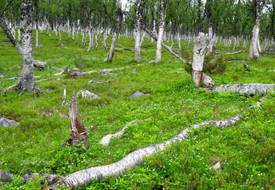 4b Blåbærbjørkeskog gammalskog_under Blombakklia - Svartfjell_Lenvik_080710_PKB