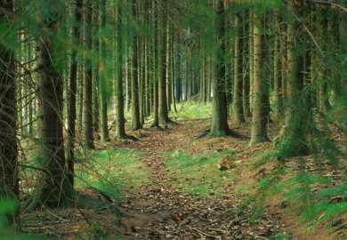 granskog_hovedbilde