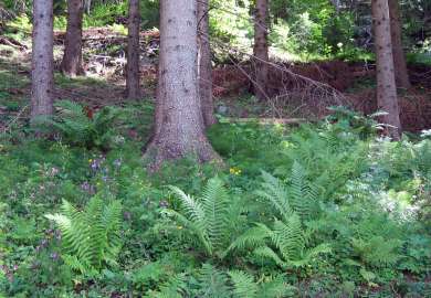 7c Enggranskog B1 frodig lågurtskog_1304 Nesgrenda_Tvedestrand_07142006_JOH