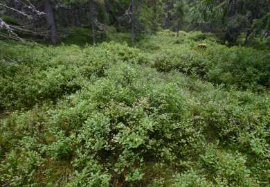 7b Blåbærgranskog4_Nysætra Åstdalen_Hamar_260808_YNR