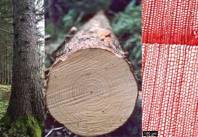 Timber species_ Spruce