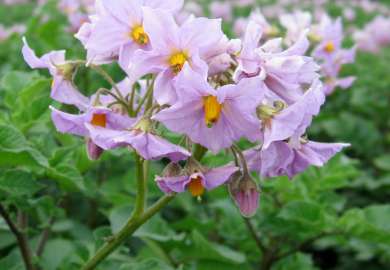 Økologisk-potet-grønnsak