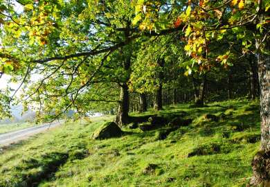 Naturbeitemark_Pål_Thorvaldsen_cropped