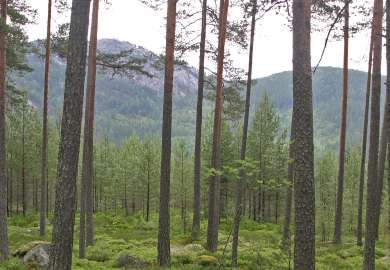 bærlyngskog_middels bonitet_Rysstad John Y Larsson