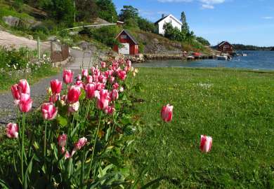 Tulipan_Åsmund-Asdal