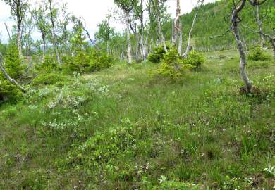 8c Fattig sumpskog bjørk gran_under Blombakklia Svartfjell_Lenvik_080710_PKB