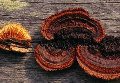 wm_Vedmusling_Gloeophyllum