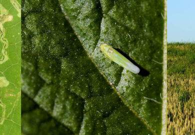 Bannerbilde ugras og skadedyr