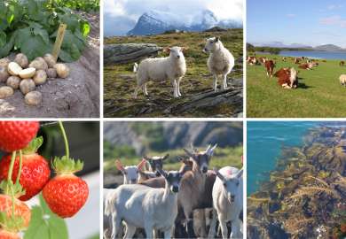 Arktisk landbruk collage