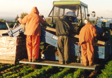 harvest of carrots