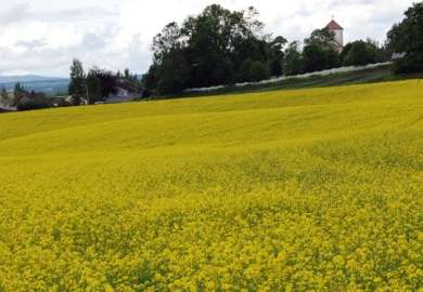 vårryps har behov for god svovelforsyning - annbjørg øverli kristoffersen.jpg
