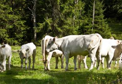 Mange steder er NRF ungdyr på skogsbeite byttet ut med langt større kjøttfe.