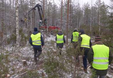 TRIBORN tynningshogst-temabilde