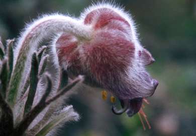 Kubjelle