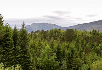 Skog i forgrunnen med fjell i bakgrunnen
