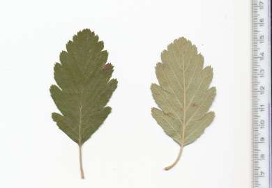 subpinnata_93-112_1