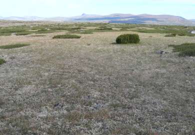 2b Tørrgrashei sausvingel stivstorr2_Under Gråhøgda Spekedalen_Rendalen_290606_YNR