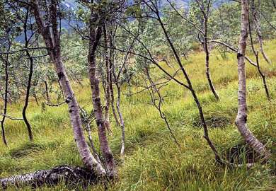 8a Fuktskog bjørk_øvre Gardselva Hopvatnet_Steigen_01_PKB