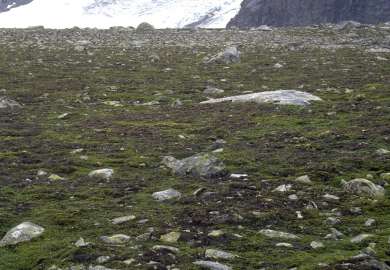 1a Mosesnøleie_Leirungsdalen_Vågå_1993_YNR