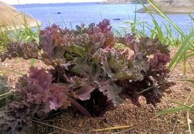 Crambe-maritima_Hanko_Fitzgerald_Heli_NordGen