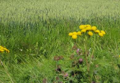 Endret klima kan bety økt fare for sykdommer og skadegjørere.