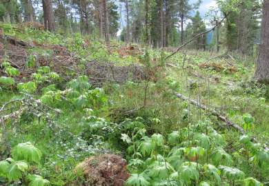 6c Engfuruskog_Lauvåshaugen nord Kvamsfjellet_Nord-Fron_070810_YNR