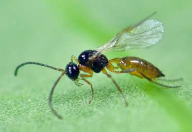 IPV_Aphidius colemani ý en bladlusnylteveps Foto Erling Flýistad