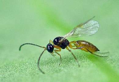 IPV_Aphidius colemani ý en bladlusnylteveps Foto Erling Flýistad