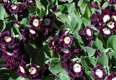 Primula x pubescensMellomveienbm