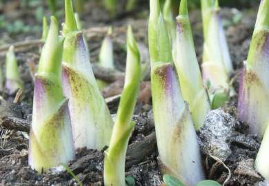 Hosta spirer