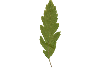 Smalasal
