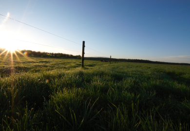 bærekraftig fôr gras i soloppgang
