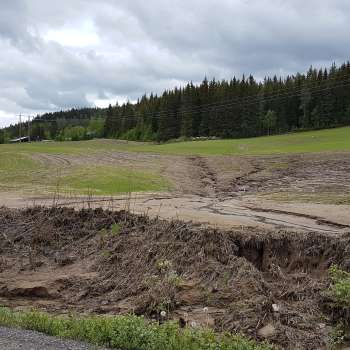 20190525_Furer 3_Haug_Våler i Solør_Ingrid M Tenge