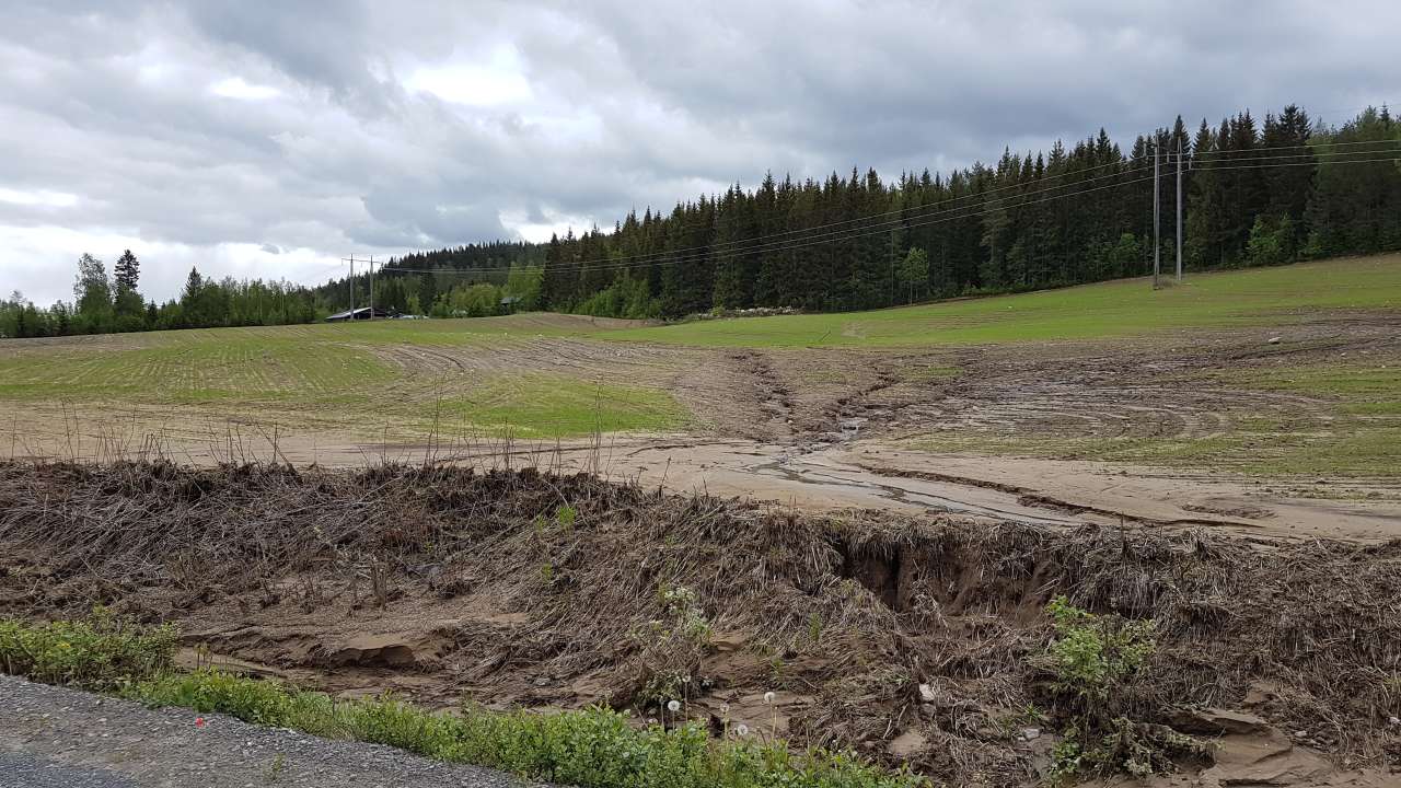 20190525_Furer 3_Haug_Våler i Solør_Ingrid M Tenge