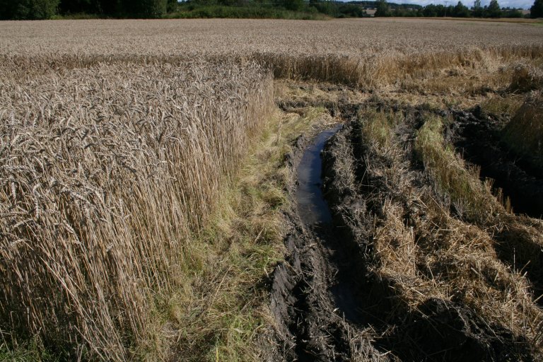 Mye nedbør i moden kornåker førte til at treskingen måtte utsettes på Østre Toten 16. september 2011